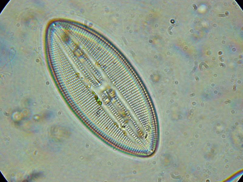 Gli obiettivi per immersione in acqua.